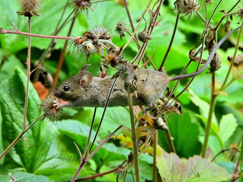 Souris des champs sur Unieke natuurfoto's