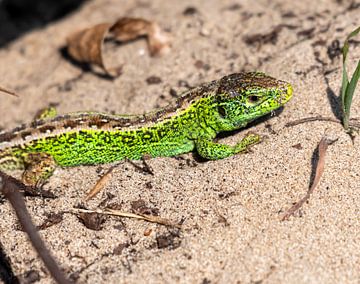 Sand lizard by Merijn Loch