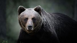 Stimmungsbär von Alex Pansier