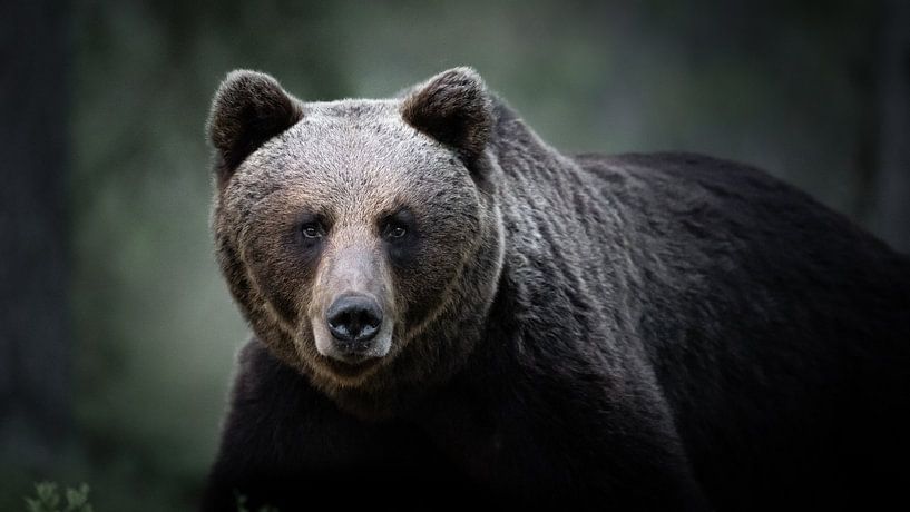 Stimmungsbär von Alex Pansier