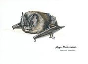 Die Maskierte – Mopsfledermaus (Barbastella barbastellus) von WeltReisender Magazin Miniaturansicht