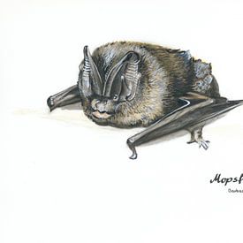 De gemaskerde mopsvleermuis (Barbastella barbastellus) van WeltReisender Magazin