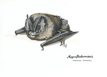 Die Maskierte – Mopsfledermaus (Barbastella barbastellus)