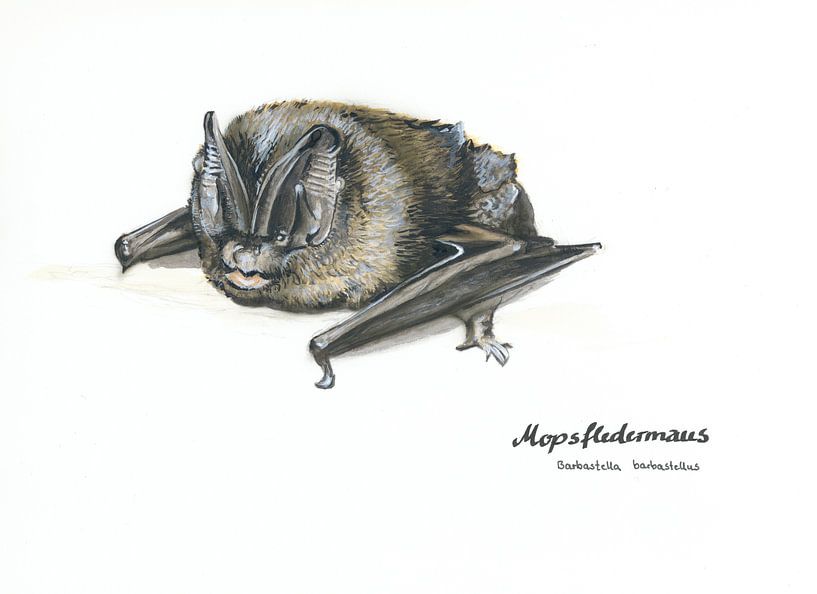 Die Maskierte – Mopsfledermaus (Barbastella barbastellus) von WeltReisender Magazin
