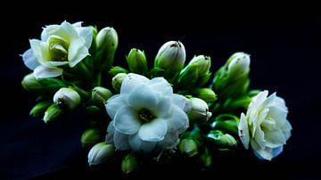 kalanchoe wit van Ragonda Mol