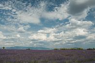 Champ de lavande avec des nuages par Bas Verschoor Aperçu