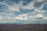 Lavendelveld met bewolking