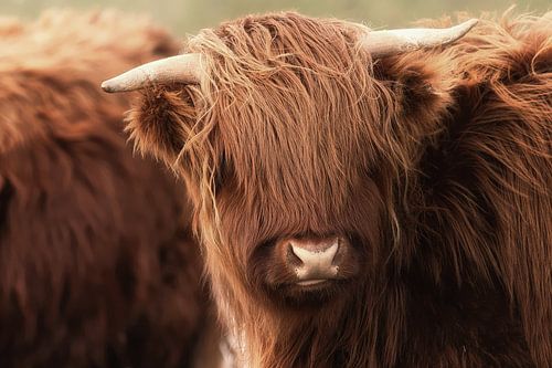 close up schotse hooglander