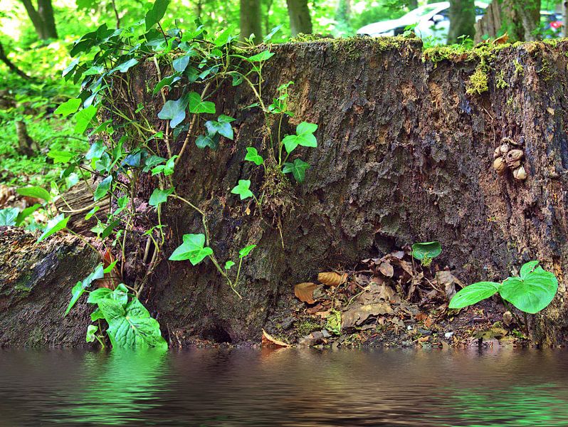 Nature morte sur tronc d'arbre par Edgar Schermaul