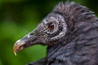 Portret zwarte gier. van Michar Peppenster thumbnail