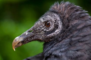 Portret zwarte gier. van Michar Peppenster