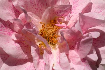 een roze roos met gele stampers van W J Kok