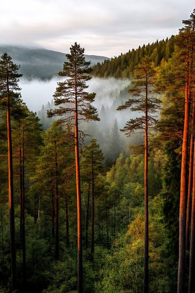 Magie der Landschaft von fernlichtsicht