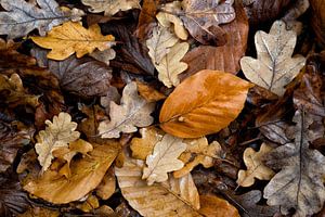 Herfstkleuren 2.0
