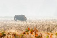 Wisent