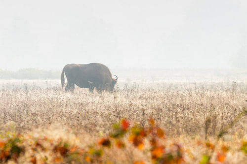 Wisent