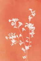 Monographie Fleurs d'oranger