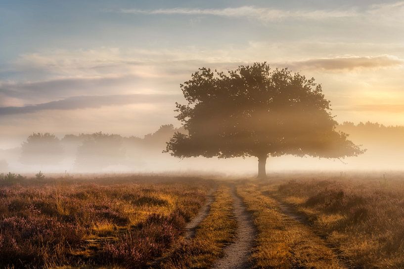 Golden Moments by Bart Hendrix