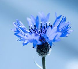 Blue Bloom – Élégance florale