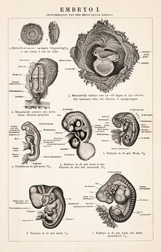 Menselijk lichaam. Embryo I van Studio Wunderkammer