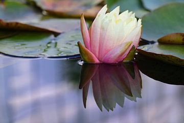 Romantic water lily by Ulrike Leone