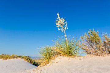 White Sands Impression by Melanie Viola