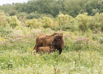 European bison with calf by Ans Bastiaanssen
