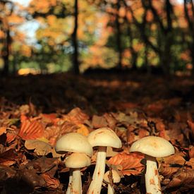 Autumn mushrooms in the forest by Bobsphotography