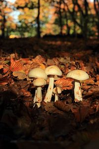 Herfst paddenstoelen in het bos