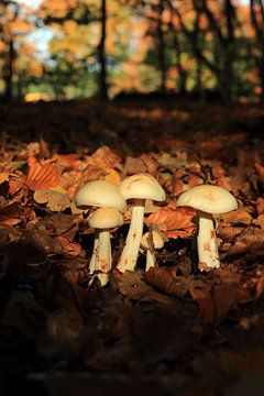 Herfst paddenstoelen in het bos van Bobsphotography