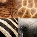safari animals by Martijn Wams thumbnail