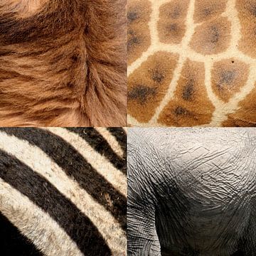 safari animals by Martijn Wams