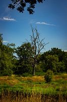 Toter Baum im Wald
