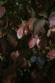 Red coloured leaves by Loes Uijtdehaag