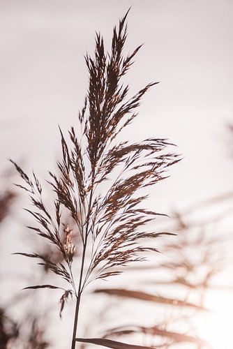 Nature avec coucher de soleil 2 sur Ratna Bosch