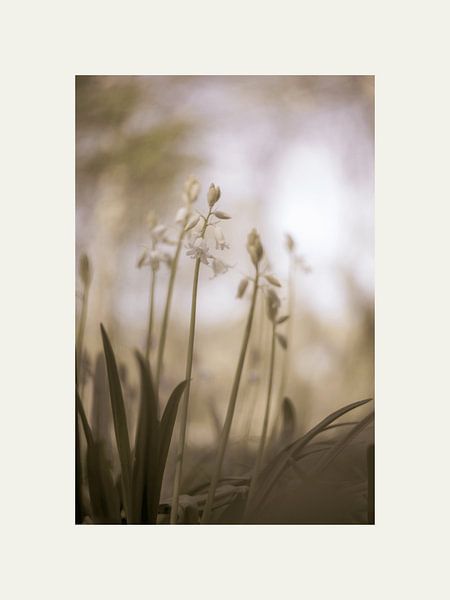 Zarte weiße Blüten von @Unique