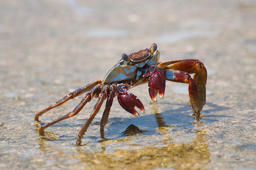 Kleurrijke krab by Focus Your Mind