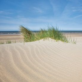 Helmgras op het strand van Fotografie Egmond
