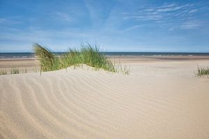 Gras am Strand, Egmond aan Zee (Niederlande).