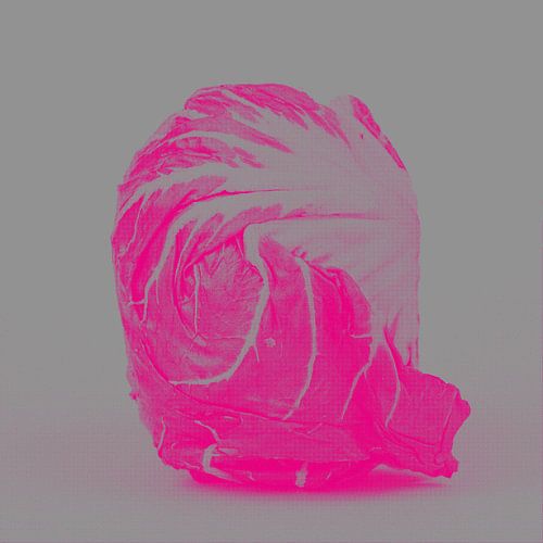 Chicon magenta