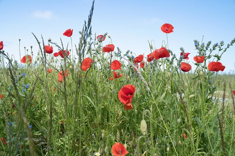 Klaproos met rode bloemblaadjes van Martin Köbsch