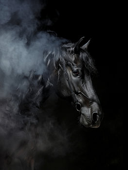 Schwarzes Pferd