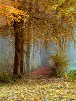 Poetrees