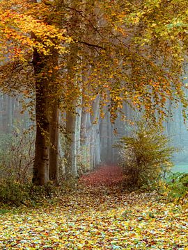 Poetischer Waldweg von Lars van de Goor