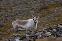 Renne du Svalbard sur les pentes du Svalbard