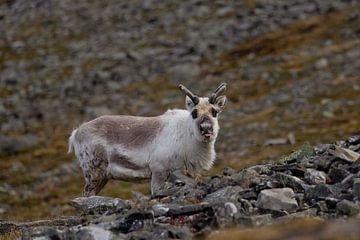 Svalbard rendieren op de hellingen van Spitsbergen van AylwynPhoto