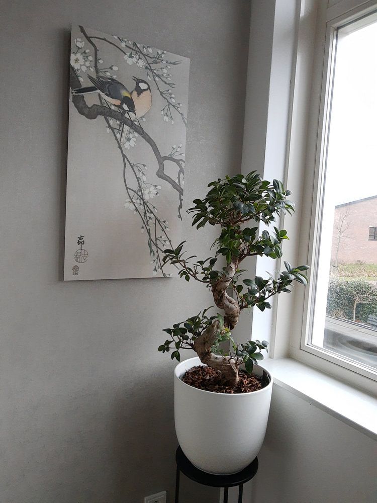 Great Tits on blossom branch of Ohara Koson 