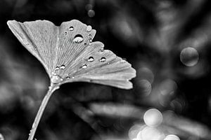 Blätter eines Gingkobaums