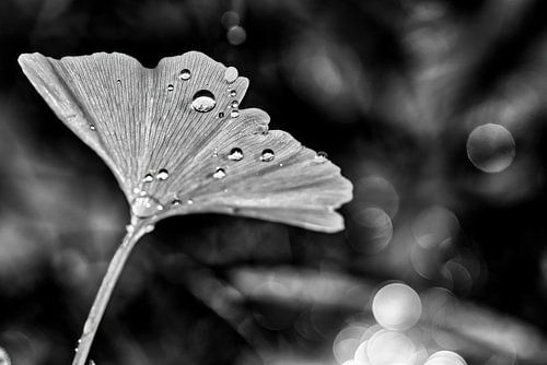 Bladeren van een Gingko boom