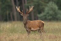 Red deer